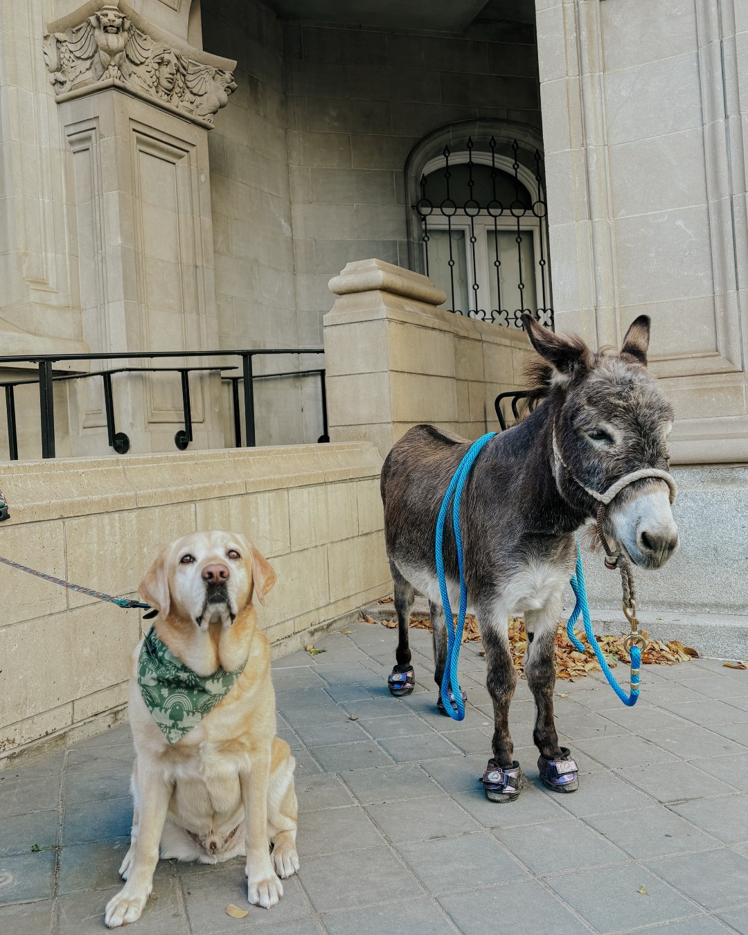 YEG-HAW! Hendricks welcomed a special visitor to the castle today...Steve the donkey! A little western hospitality to ce