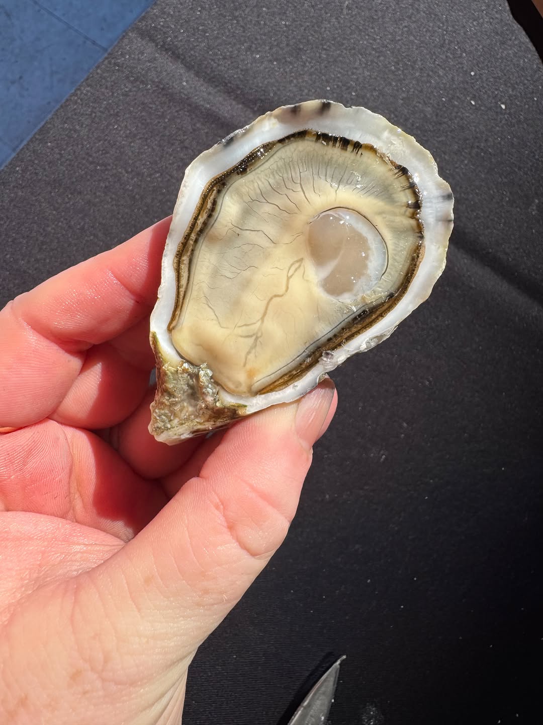 SHUT UP 😍 THAT IS LIKE THE MOST BEAUTIFUL SUNSEEKER OYSTER IVE EVER SHUCKED 🦪